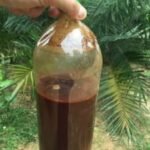 AYAHUASCA TEA FOR SALE - BOTTLED
